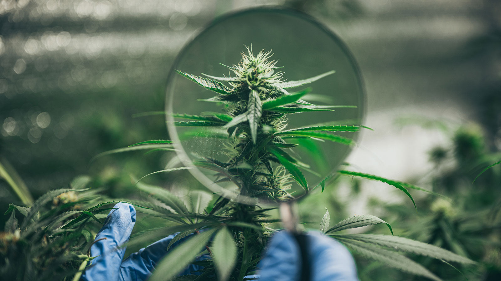 Hemp leaves under a magnifying glass